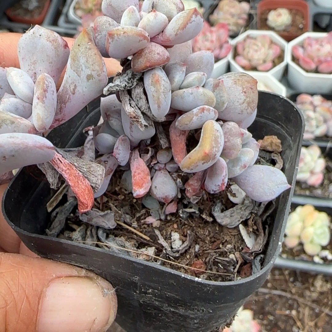 多肉小卡拉米糖心一物一拍