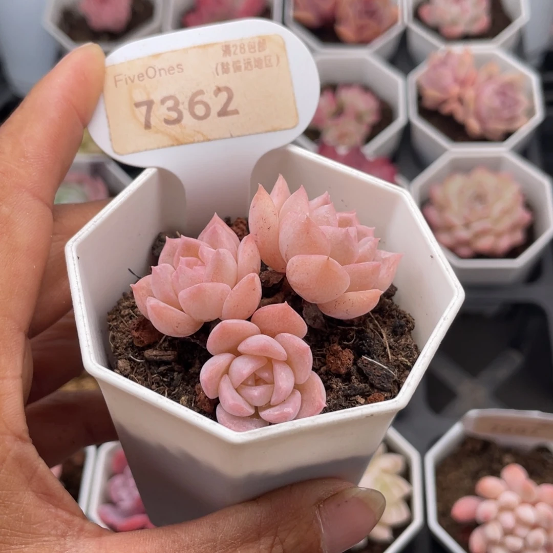 纯爱7362-4.5厘米