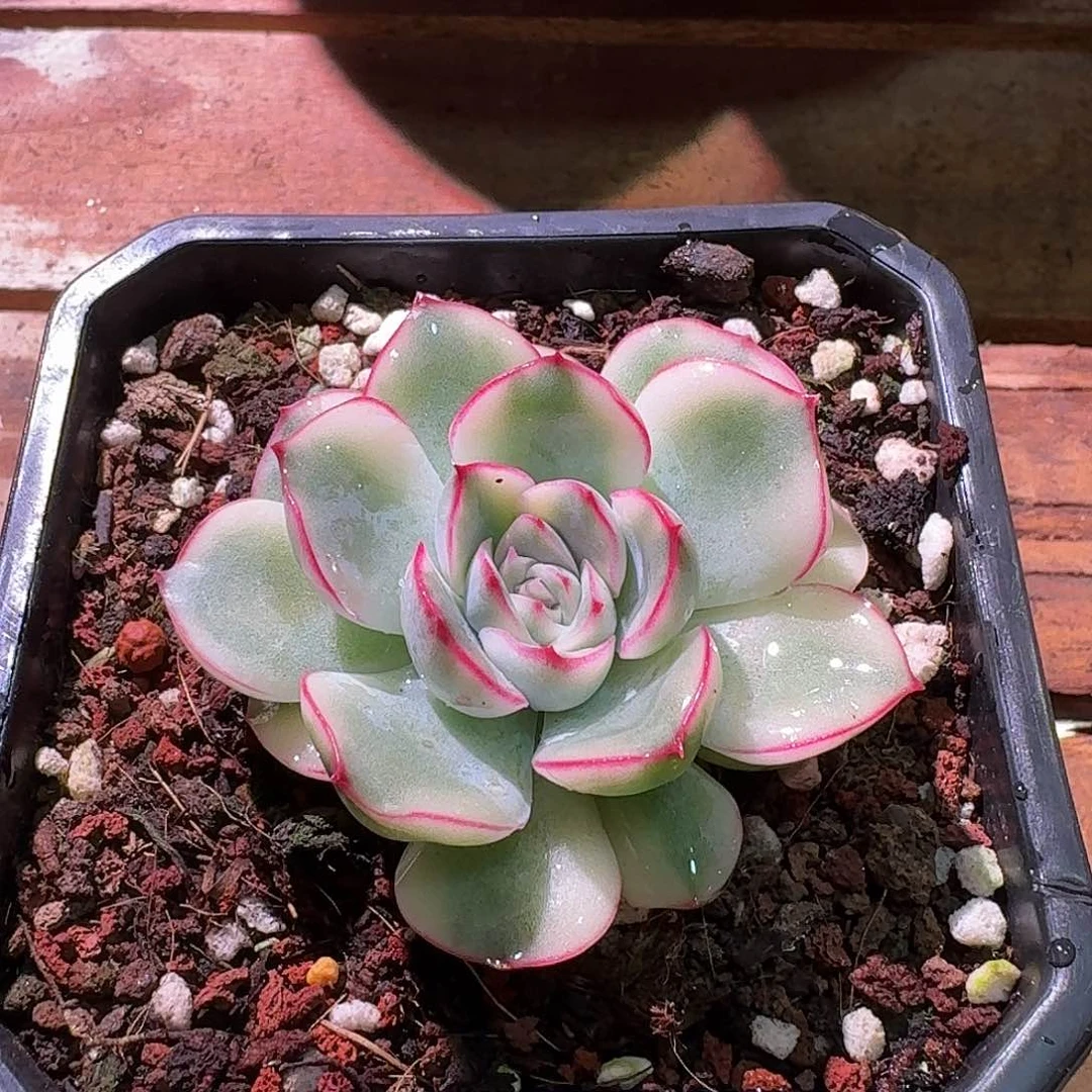 荷花锦  小号多肉