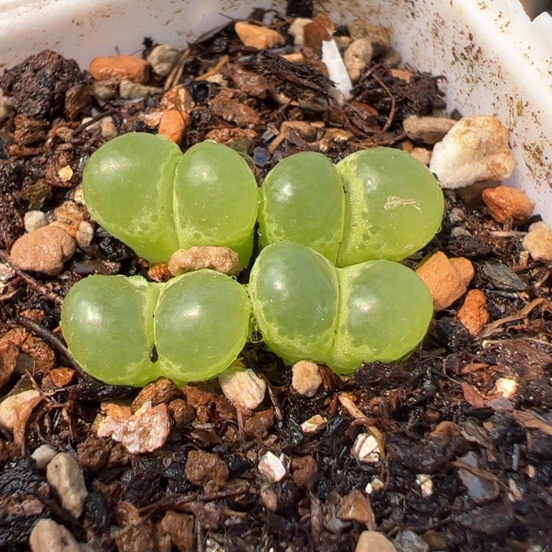 016多肉植物百科