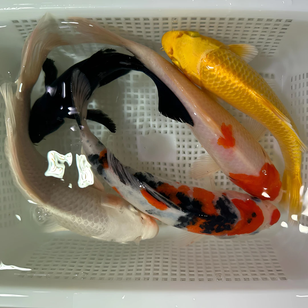 【五福锦鲤】15-17cm大尺寸冷水鱼锦鲤 包邮