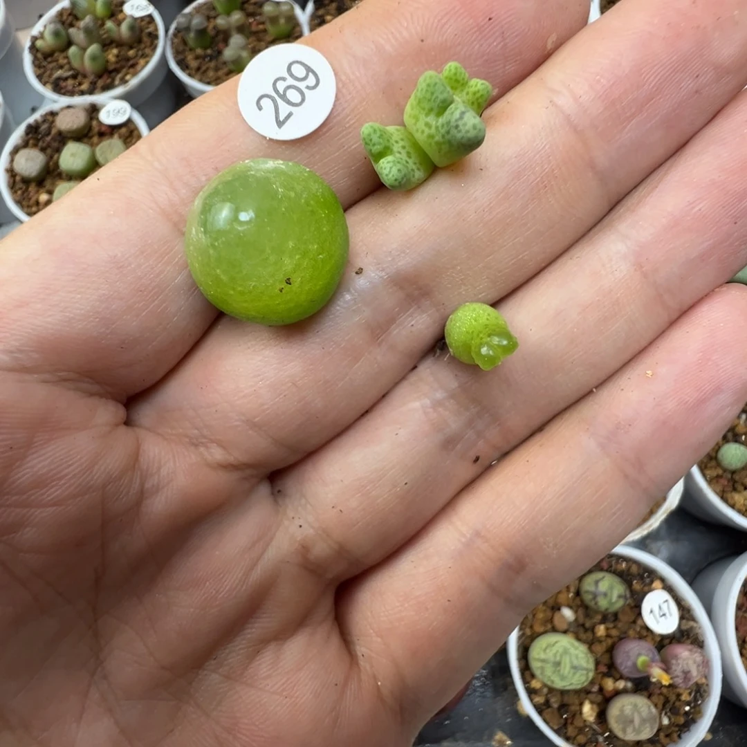 蓝***灵蓝精灵专拍3颗脱土269000