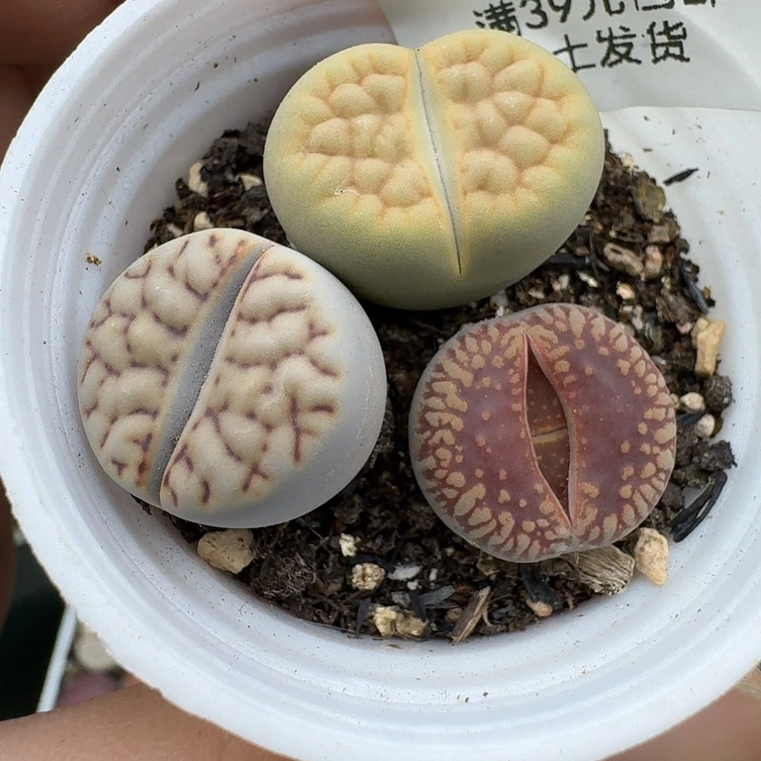 888多肉哈哈哈哈哈哈哈