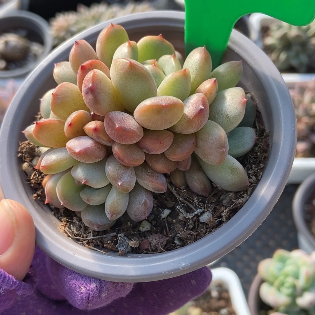 990红恋多肉植物多肉