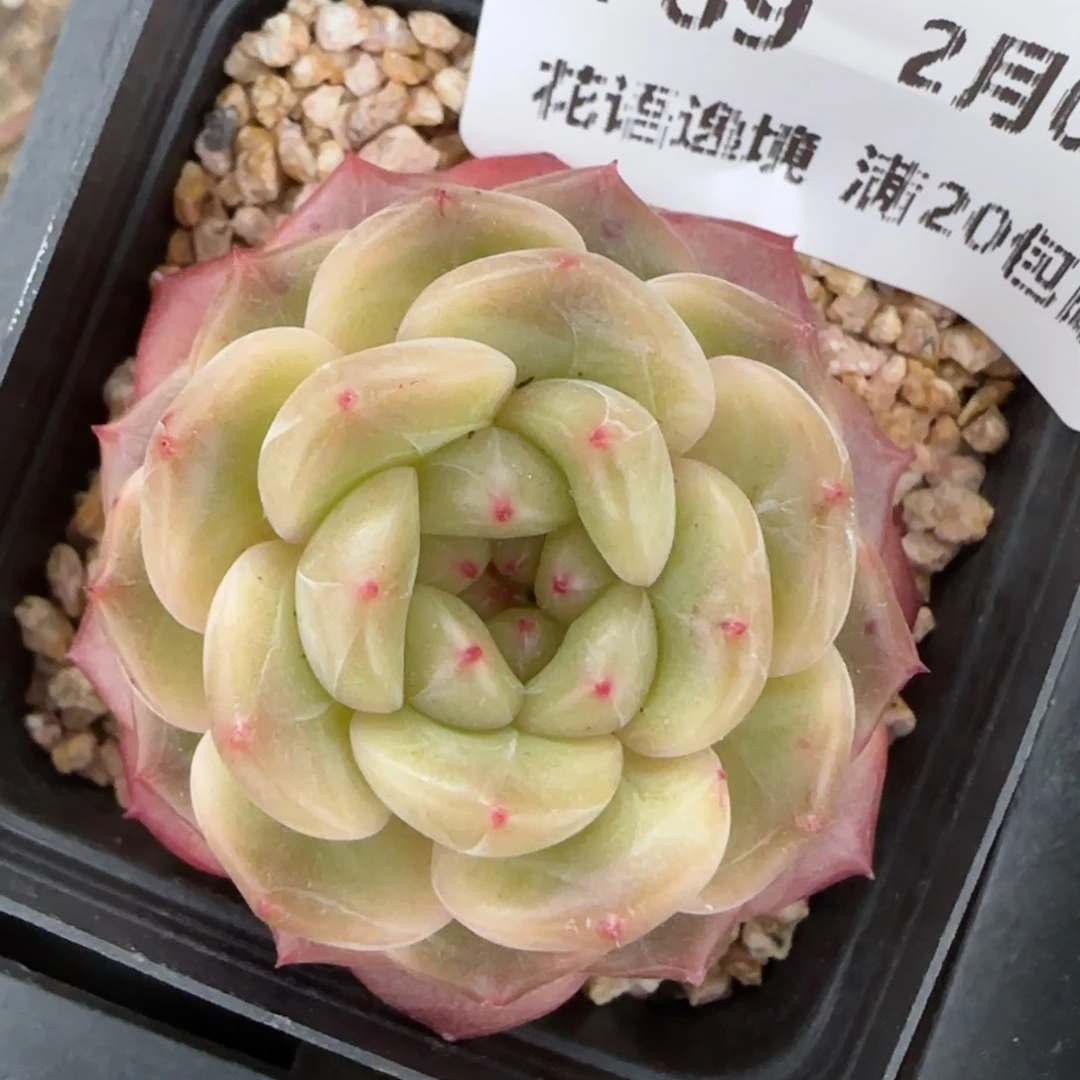 花语逸镜0204-769