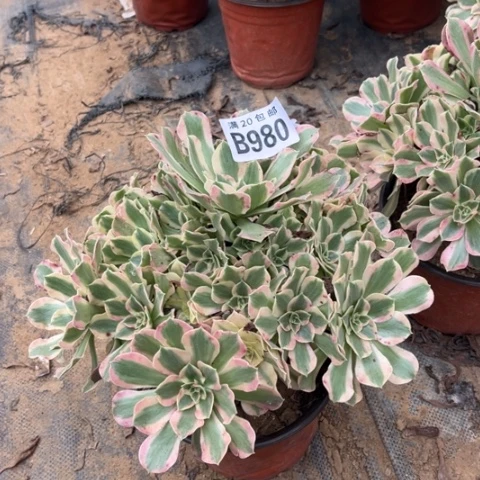 980夜罗刹不包断枝