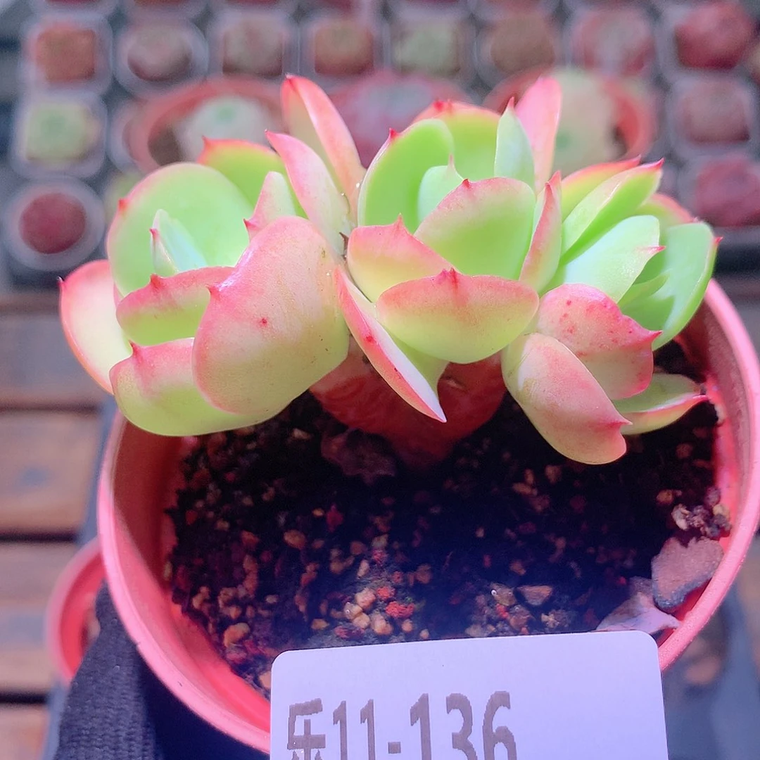 乐然11-136 桃花石