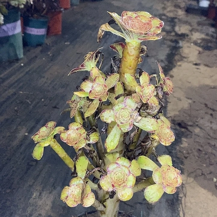 ｖ锦多肉植物009