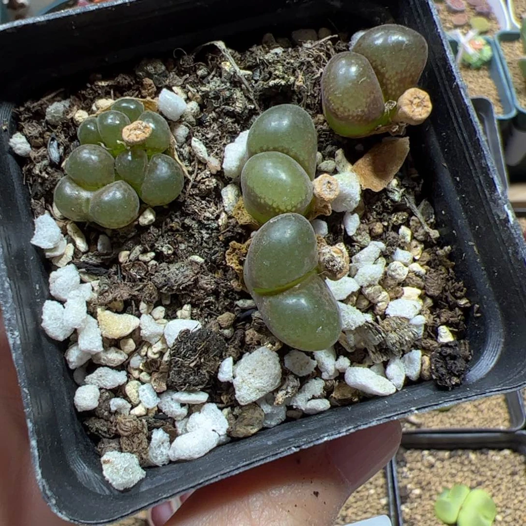 【闪购商品】31 开播福利