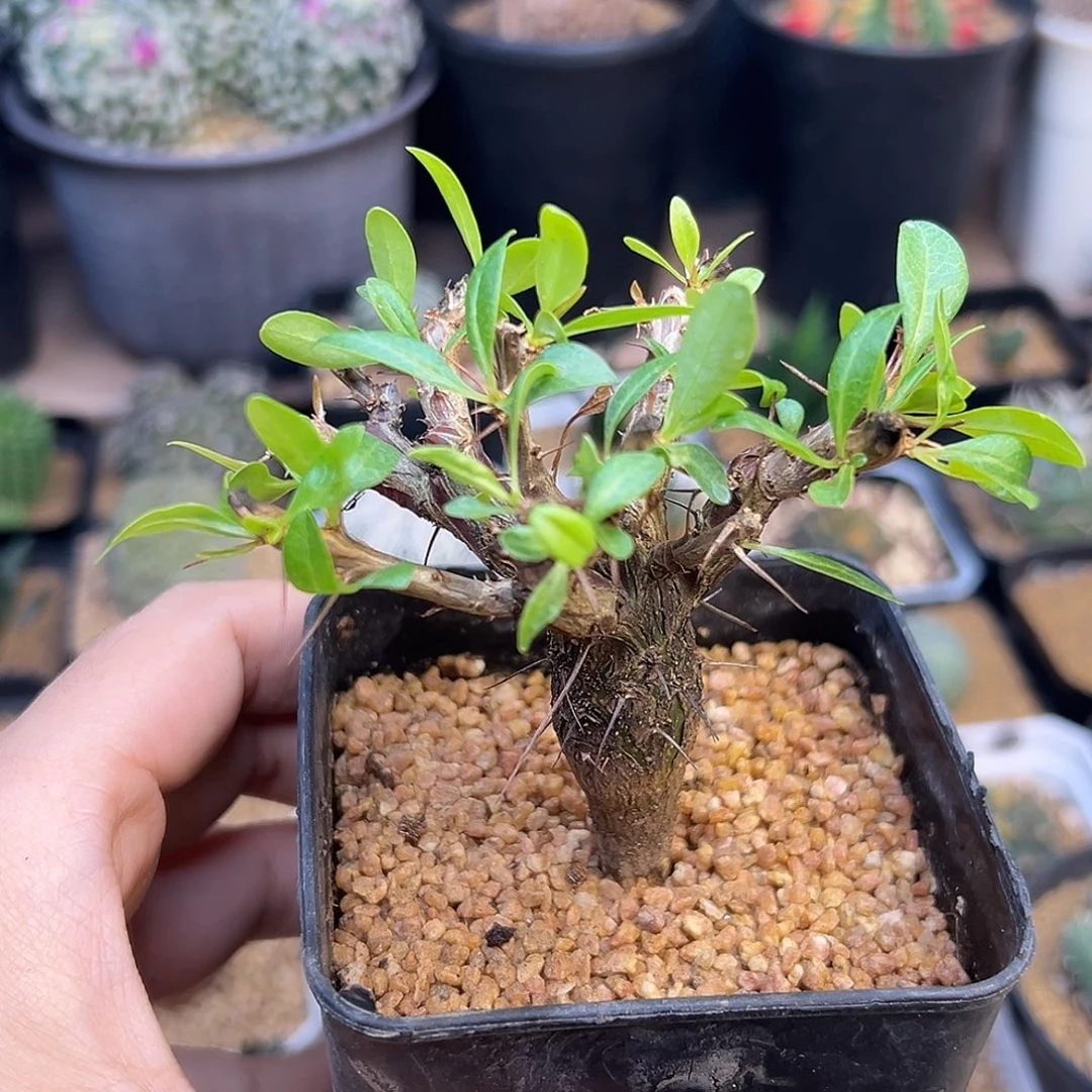 短颈富贵花橄榄桩子