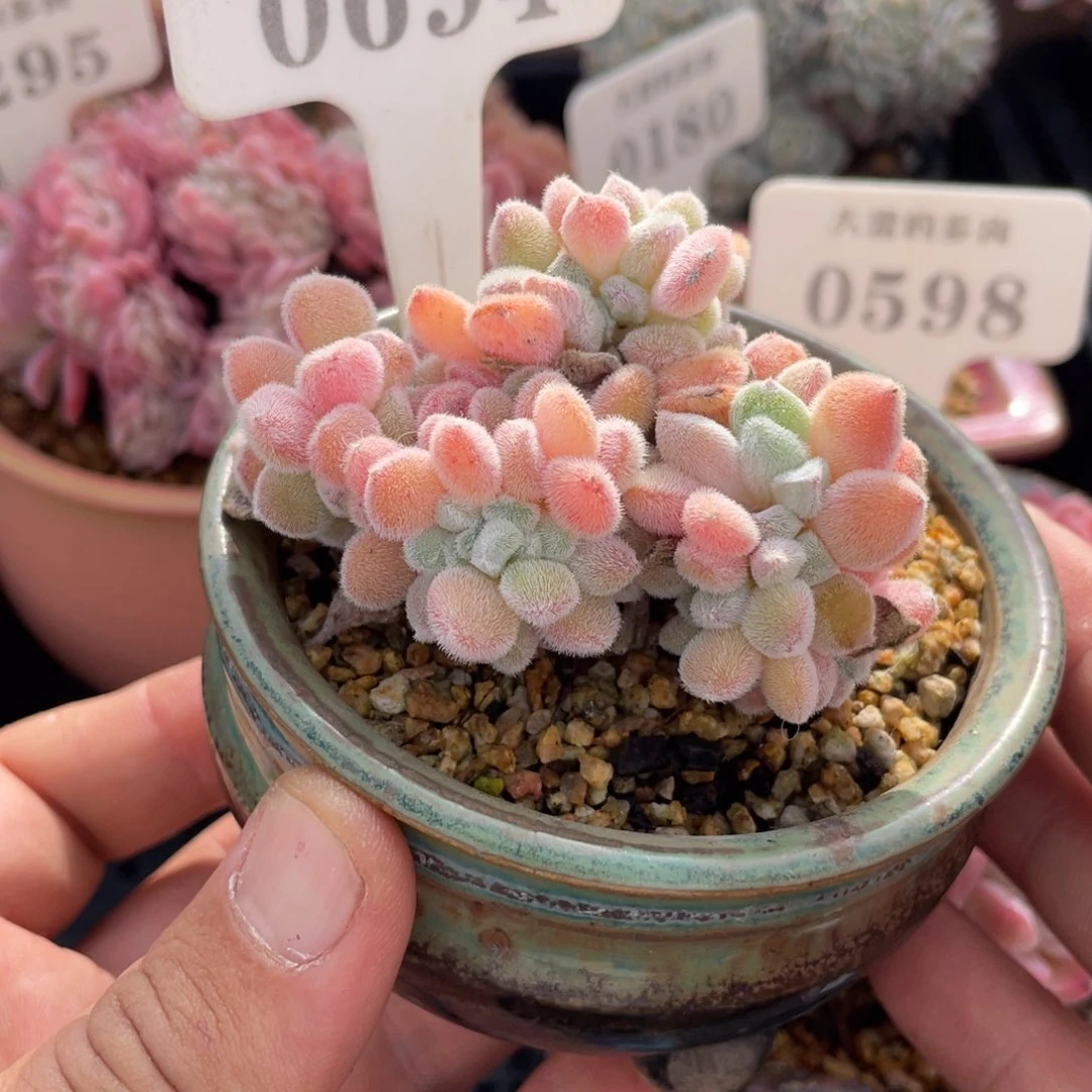 0694雪晃星缀不带盆7厘米