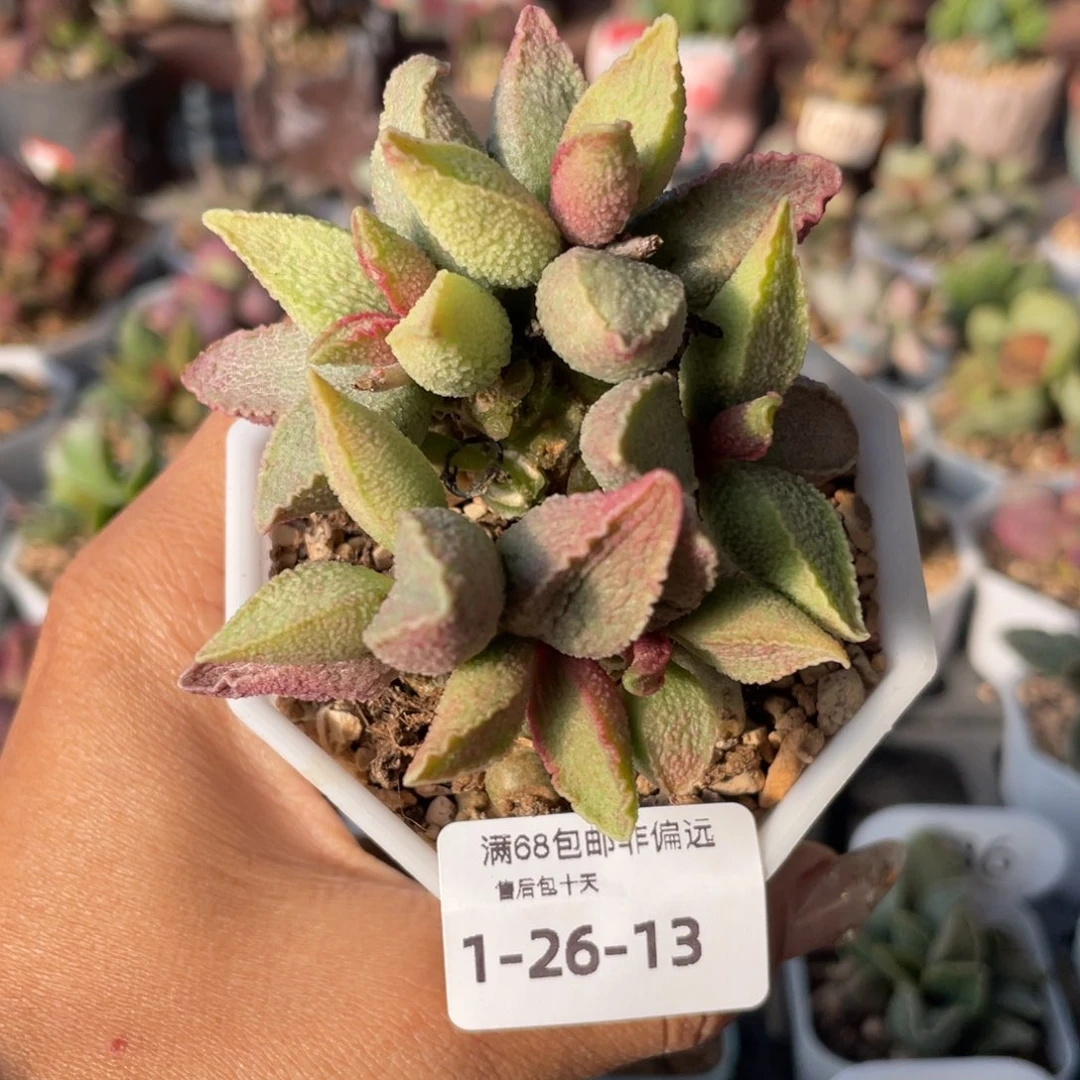 日**辰        福利。