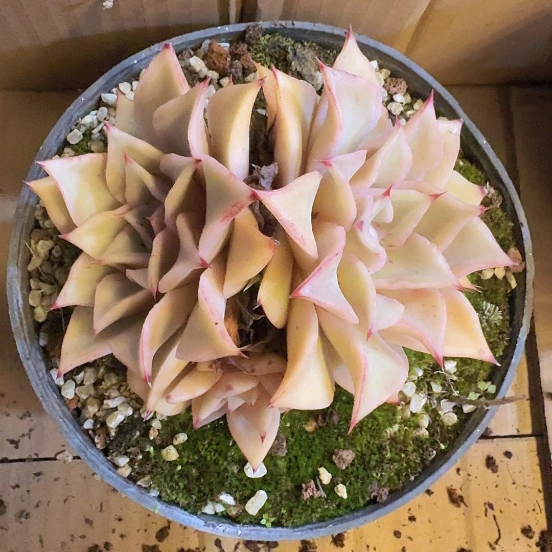 无花朵饺子皮一物一拍