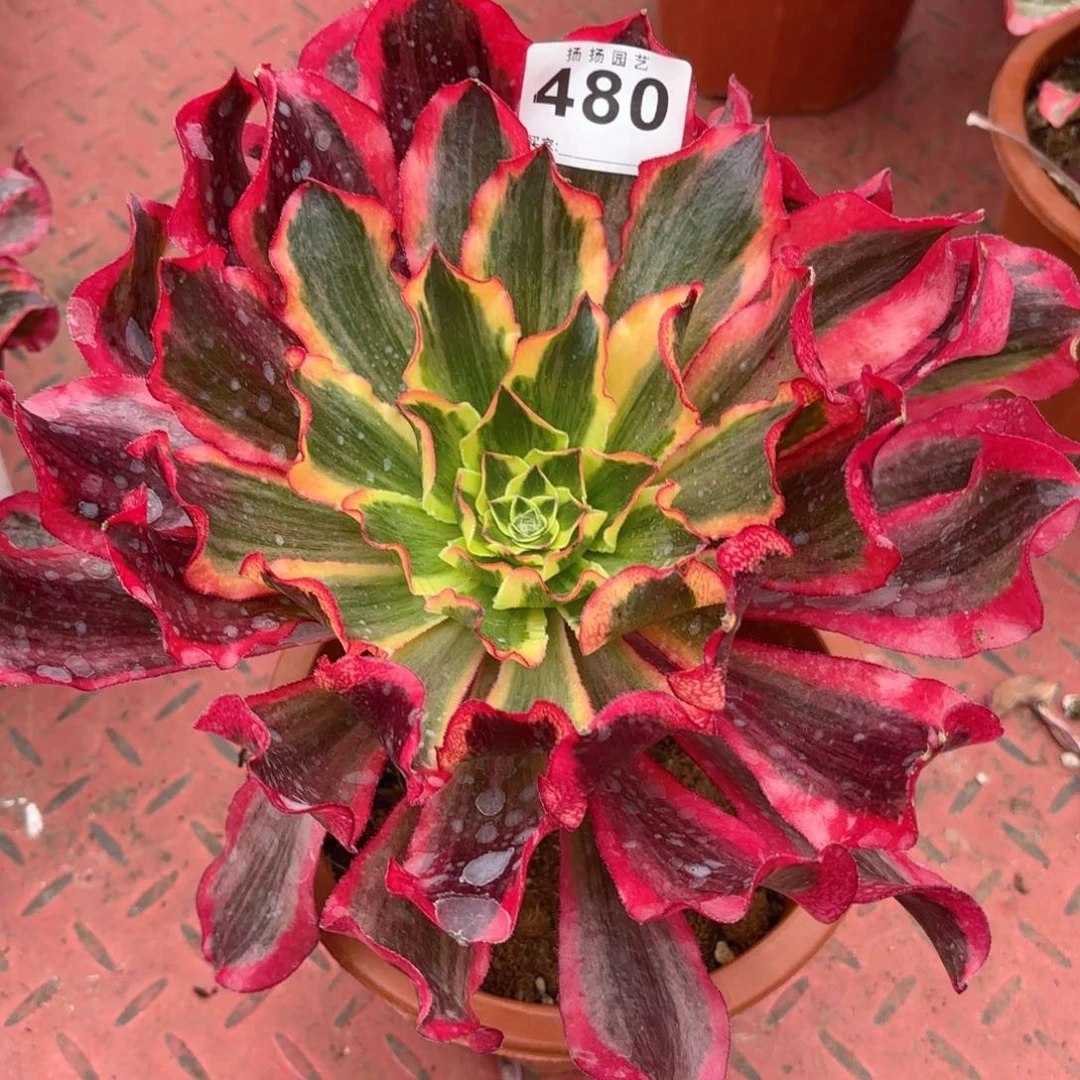 雪***鼠12 480多肉法师