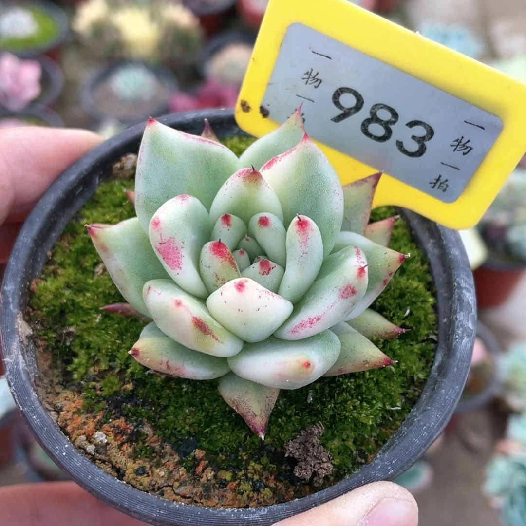 【闪购商品】983号