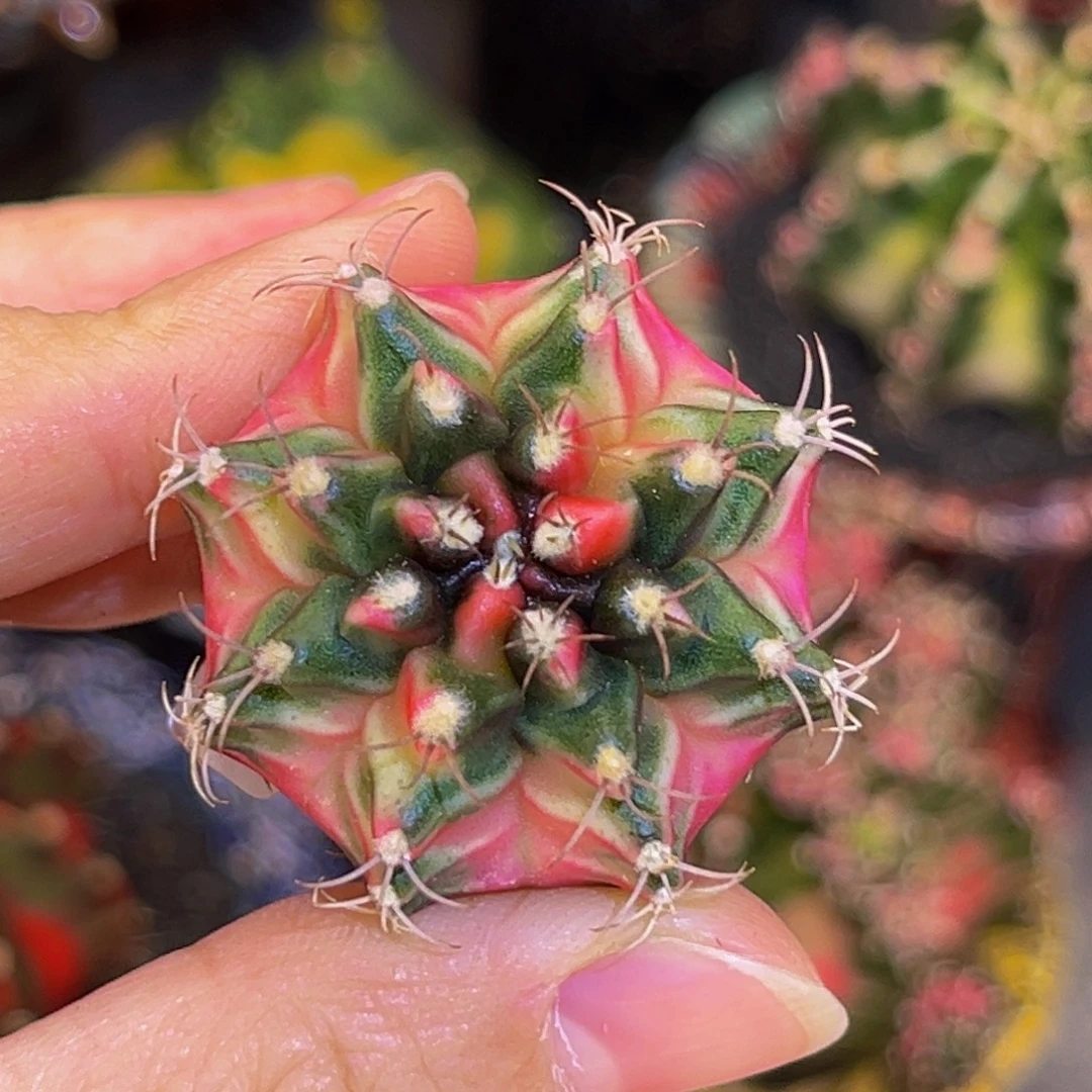 粉豪臀 米哈仙人球