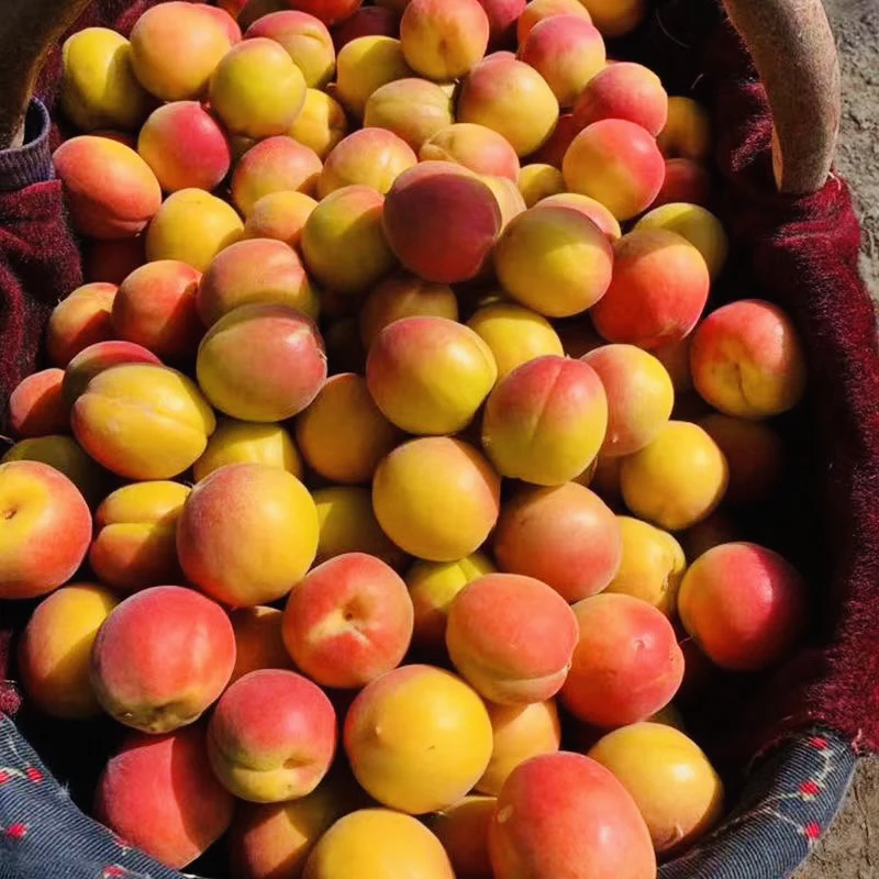 陕西丰园红杏贵妃胭脂红杏孕妇水果杏子甜仁红梅杏2/4斤新鲜包邮