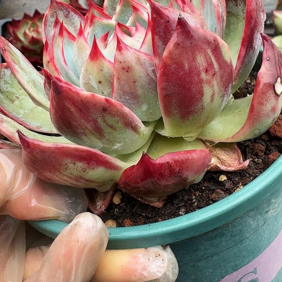 惊鸿仙子量拍花脸 11 公分左右