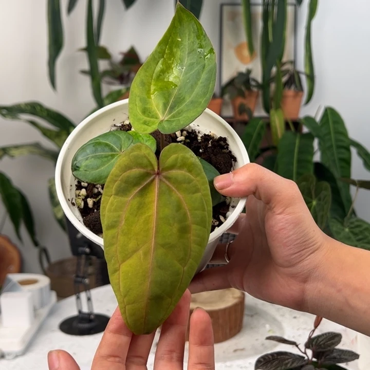 不开花植物泰国初代鸡锦