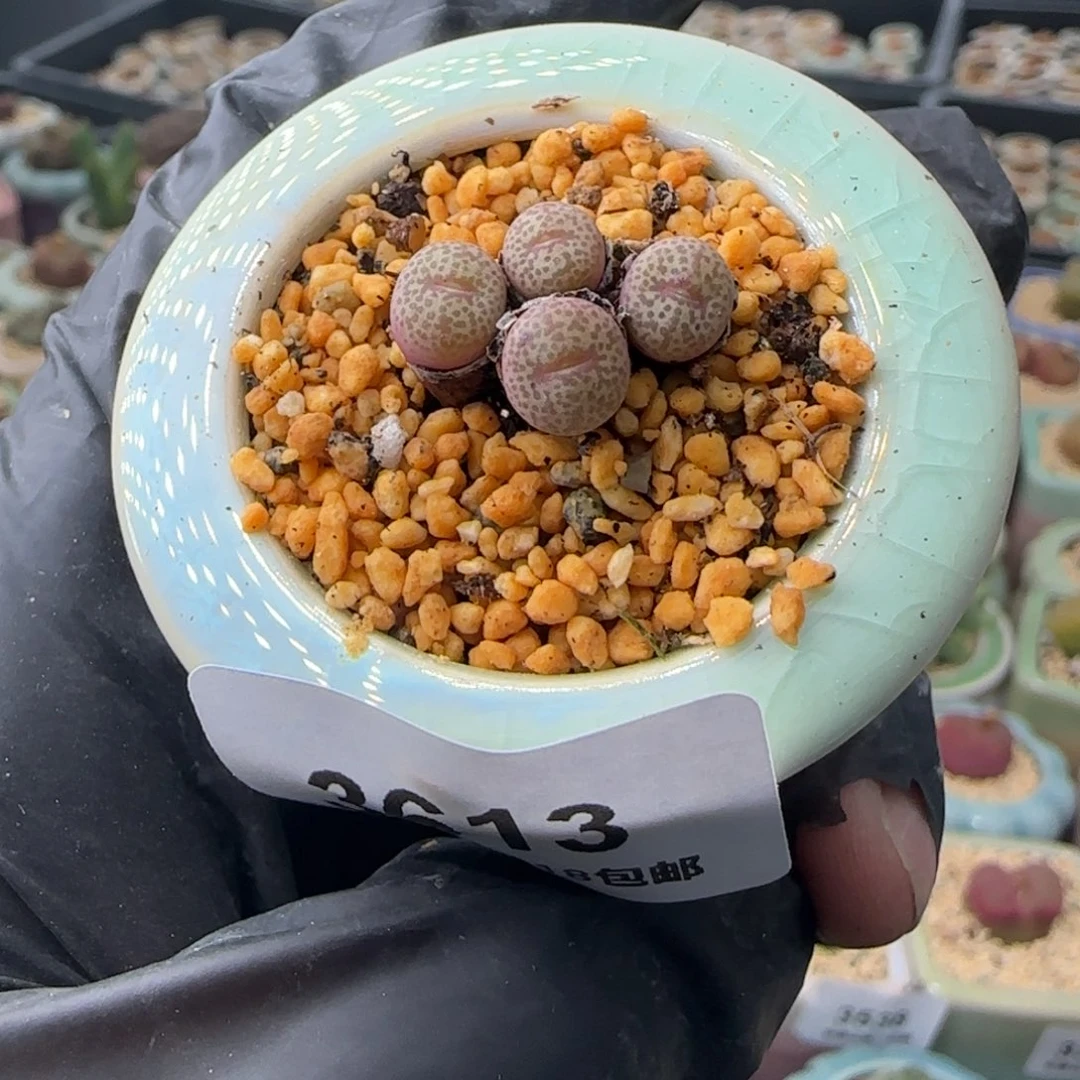 3613-一物一拍 带盆