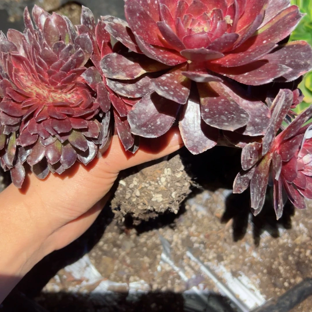 795 号多肉植物法师新年福利