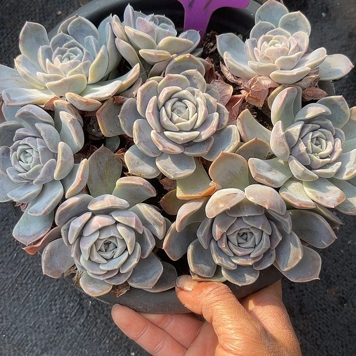 两单包邮，一物一拍汉堡77