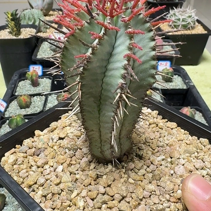 红笔白衣奎伟玉多肉植物