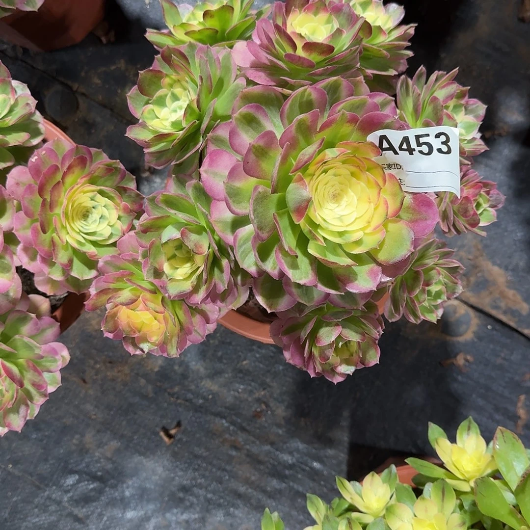 海仙多肉法师a453