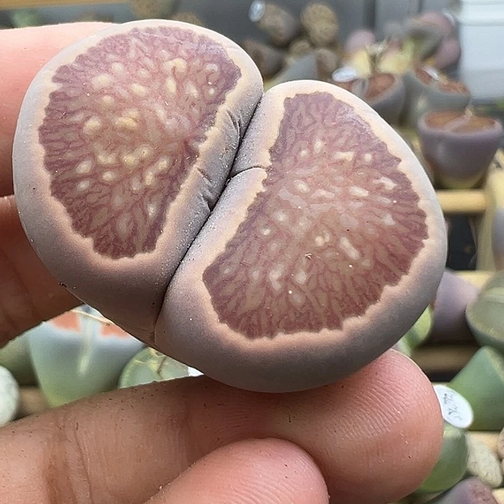 4278下播福利美菊