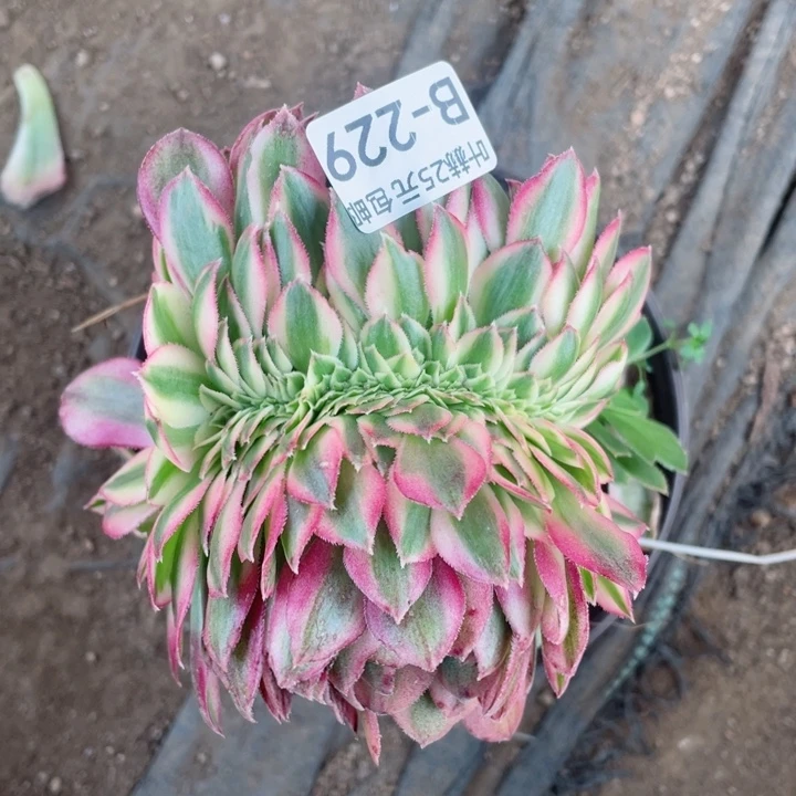 229倾城嫁接缀12345678多肉