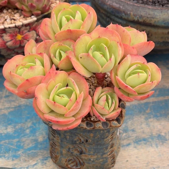 多肉植物 碧桃一物一拍-4