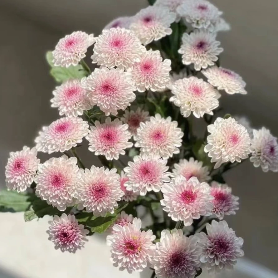 马蒂斯小雏菊 居家办公优选 （东北基地发货）