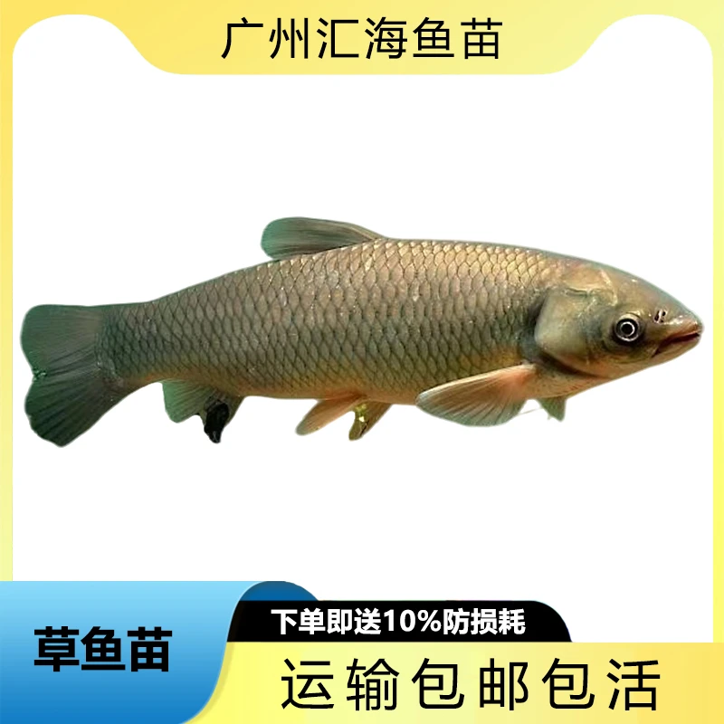 草鱼苗 鲩鱼冷水鱼观赏活体耐活好养新手首选活体