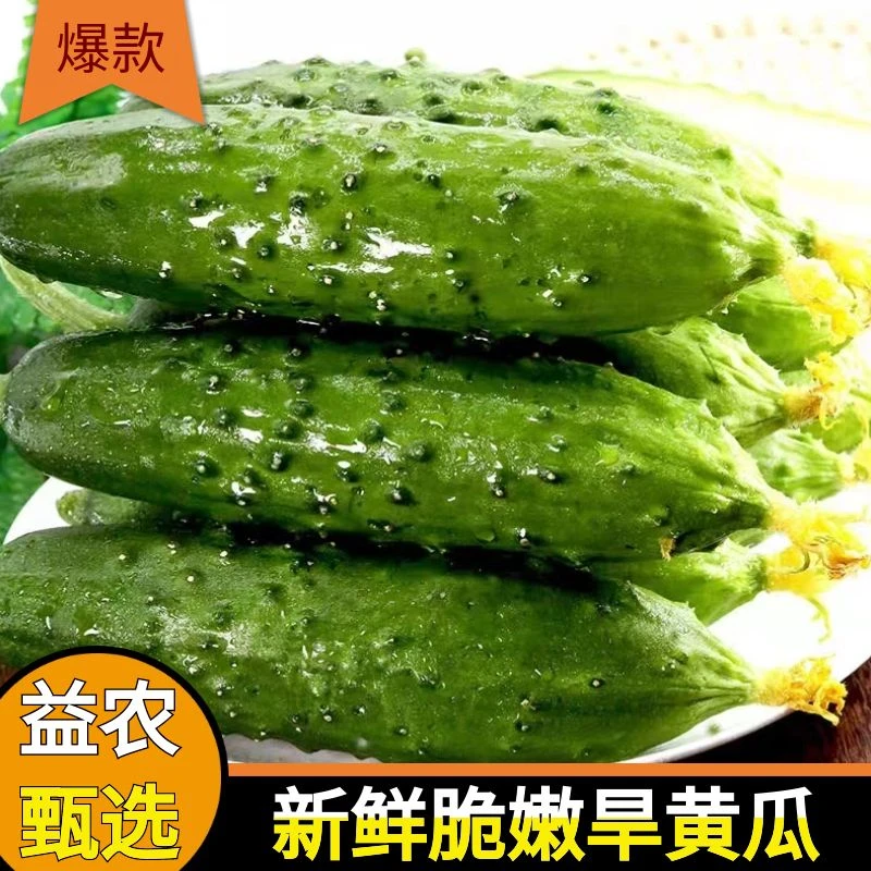 【精品】清脆旱黄瓜新鲜小青瓜水果蔬菜绿黄瓜脆皮荷兰农家清甜爽口