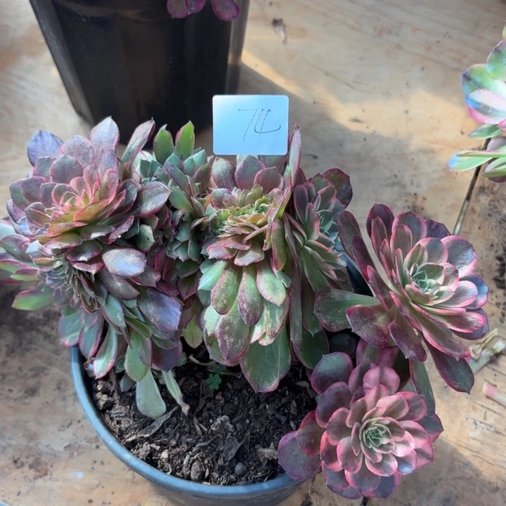 无花朵074特价黑魔锦缀无售后