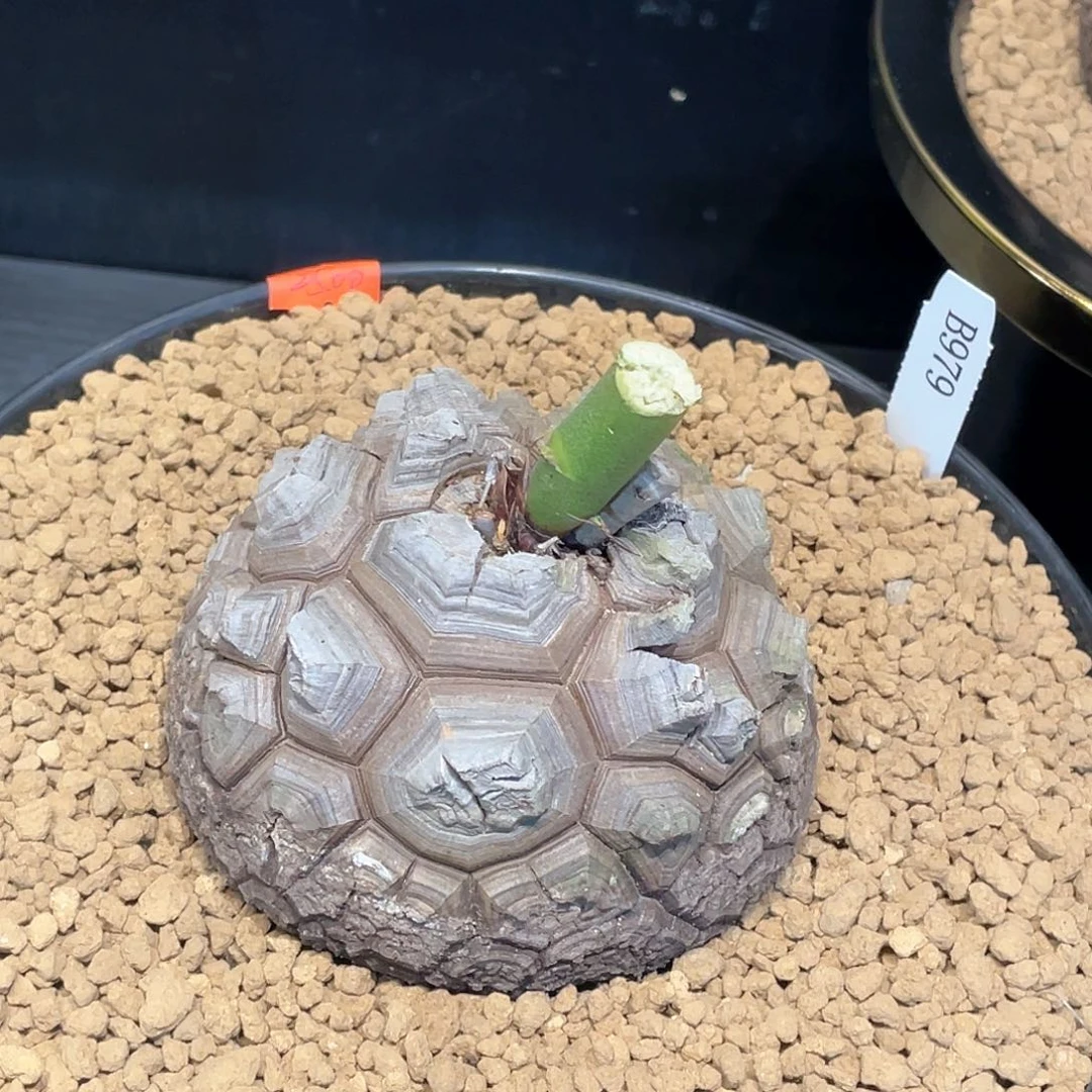 979号龟甲龙10.3公分