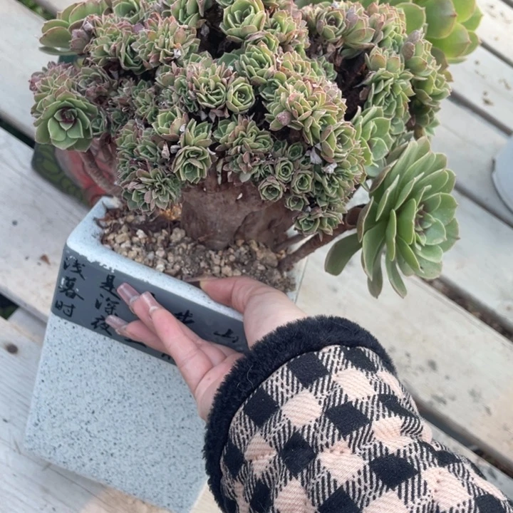 多肉葡萄和果味酸奶在这方面