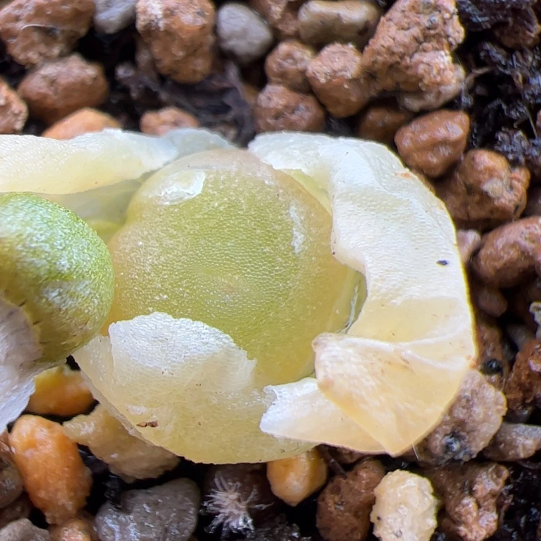 0706号哈默灯泡 多肉植物