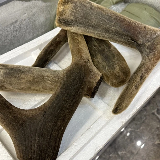 （直播）  鹿茸条切片 鹿茸片散装现称