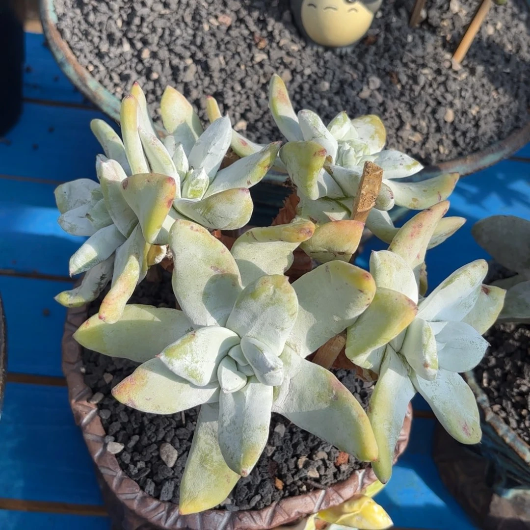 拇指福利，仙女杯多肉