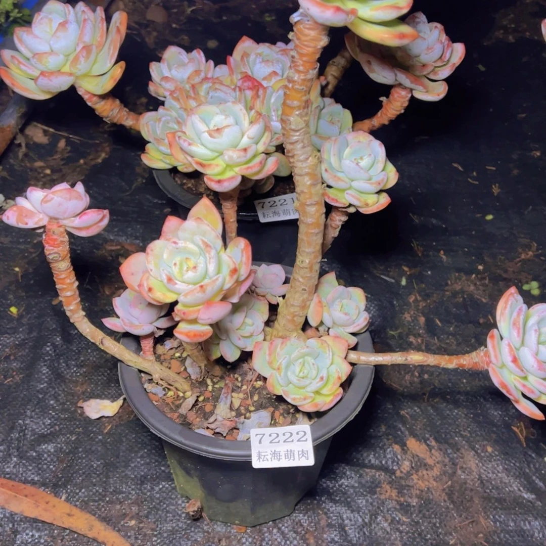 用***3白月光7222多肉植物