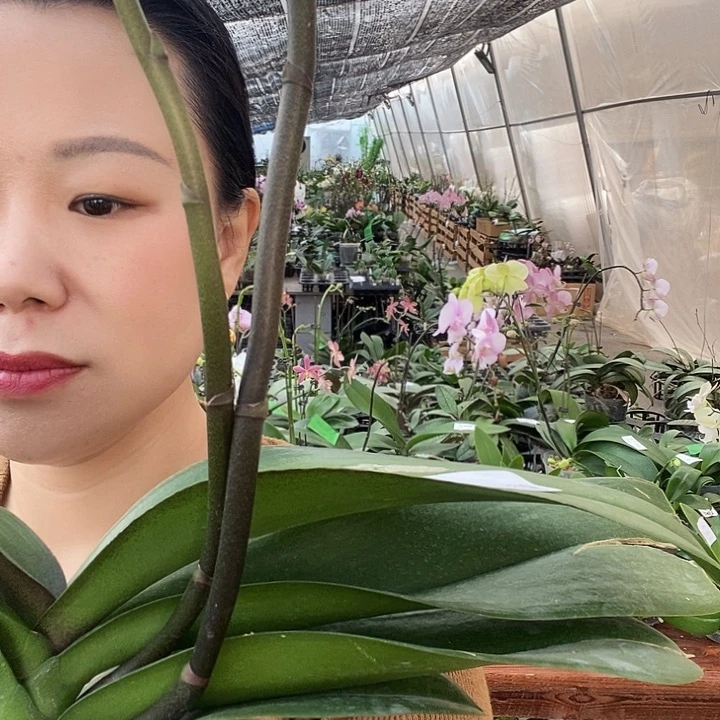 无花朵唯美蝴蝶兰