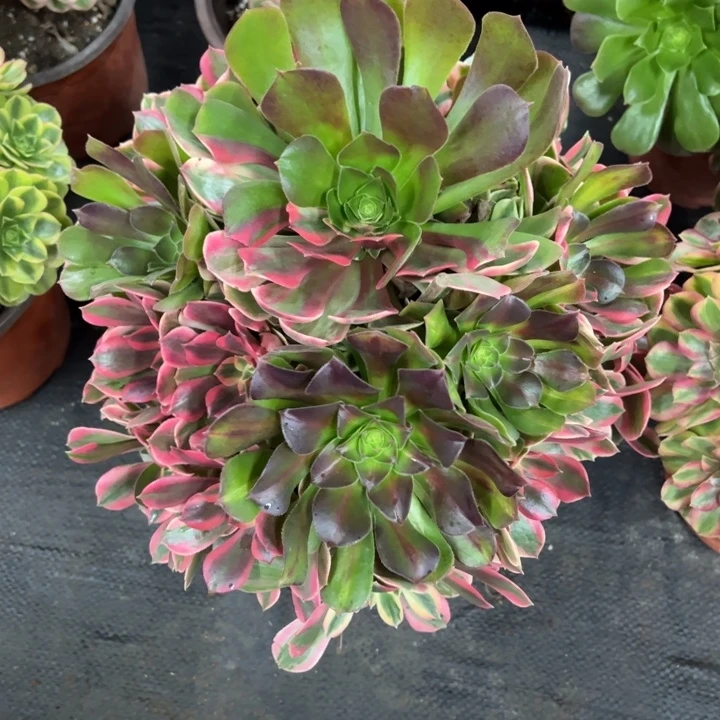 女妖多肉植物花花