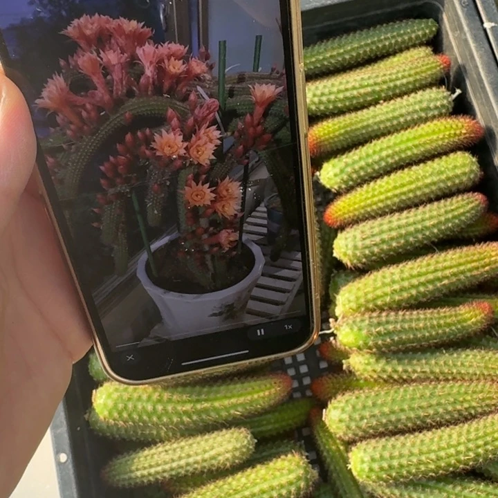 219垂钓金无根侧牙6公分左右3个