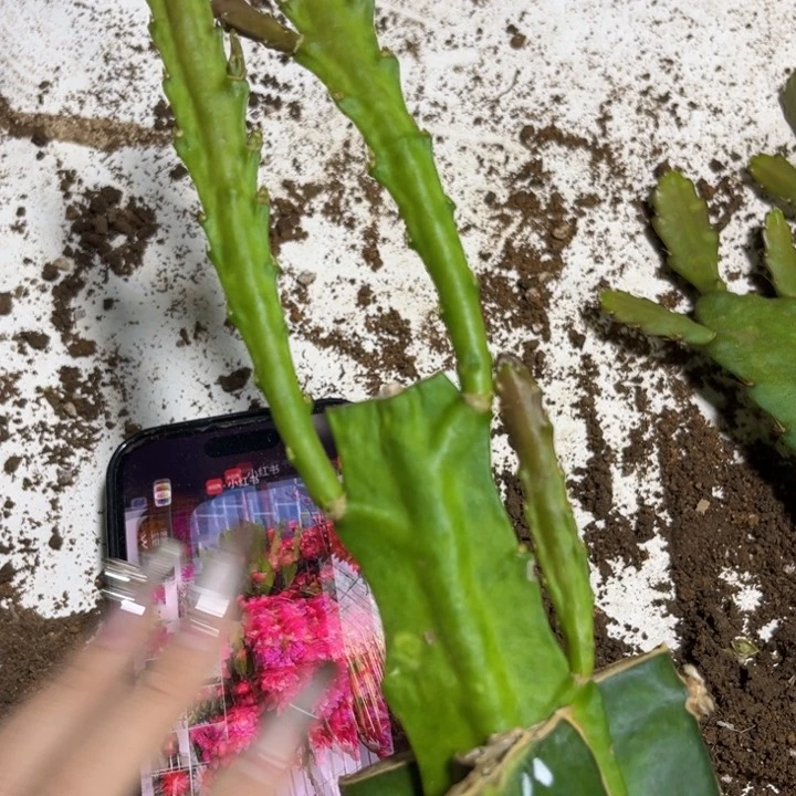 当前无花栽培后可以开花793