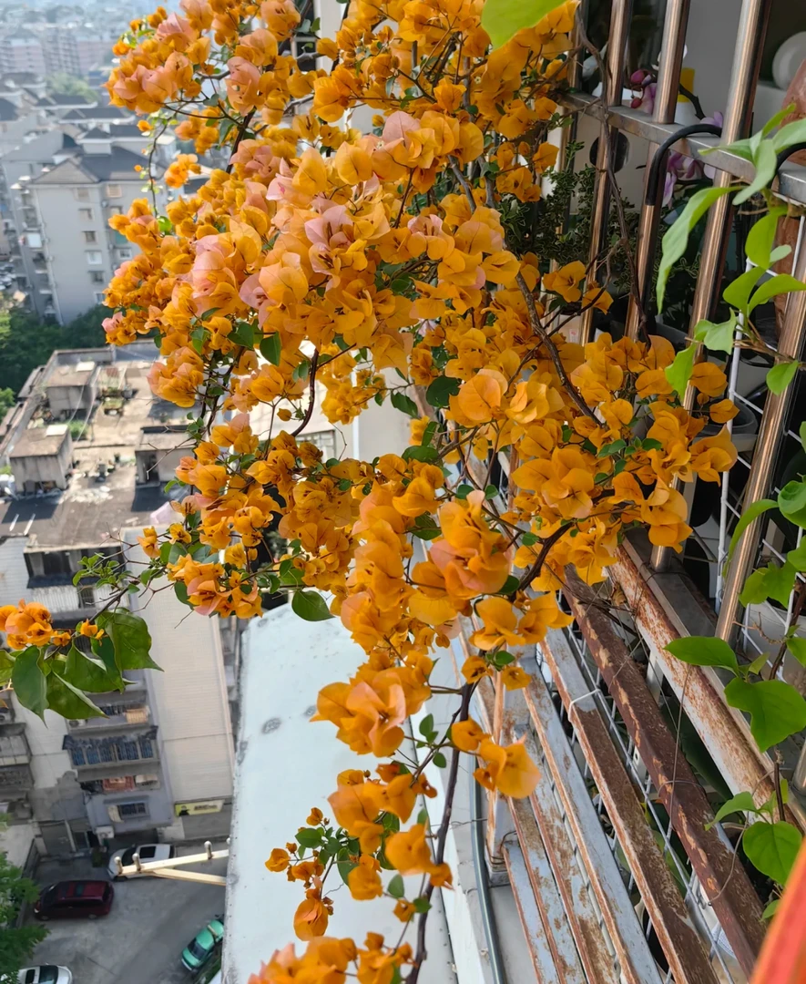 随机三角梅（一物一拍）