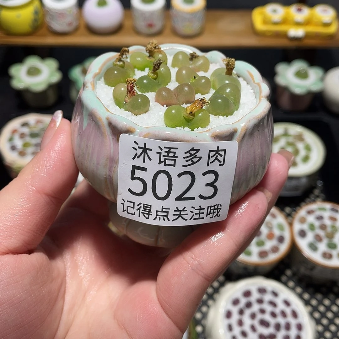 带盆土植物 一物一拍 5023