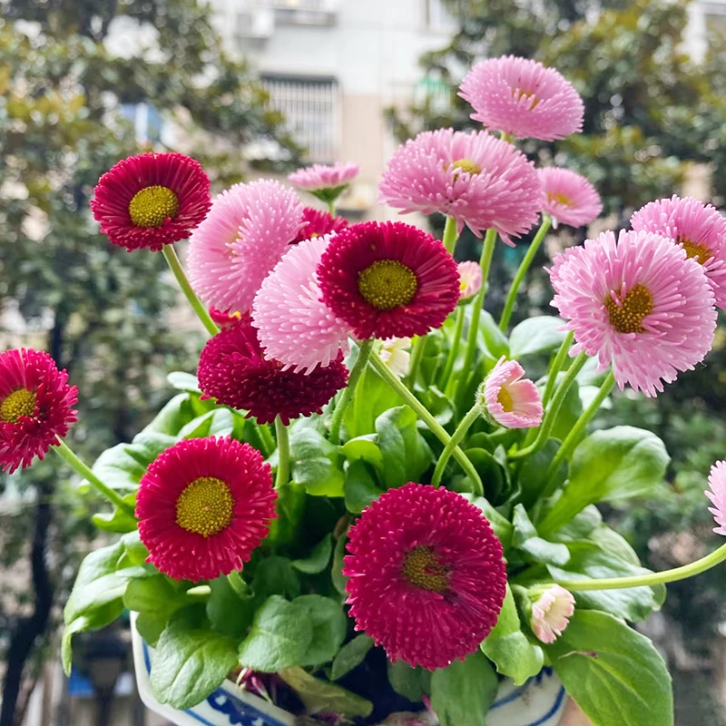 绒球小雏菊(毛绒可爱 花期长  爆花机器 耐寒)