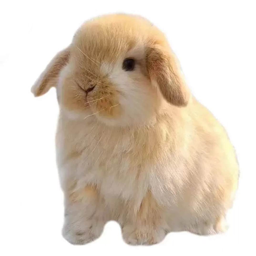 垂耳兔活物适合当宠物小体长不大