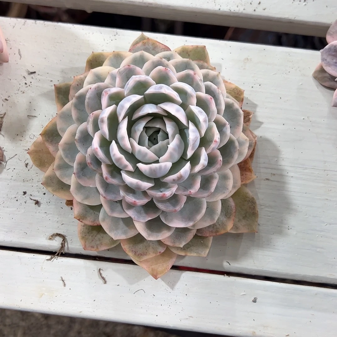 雪球锦多肉植物单头